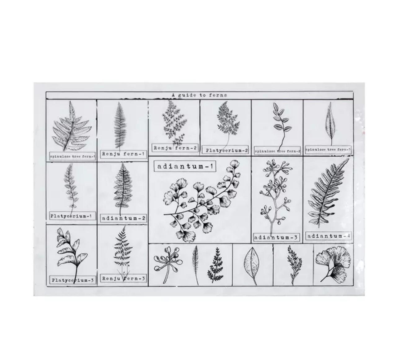 חותמת קלינג - שרכים